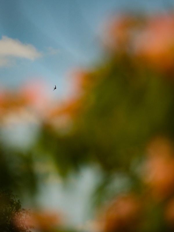 sieste vous toutes josé.jpg