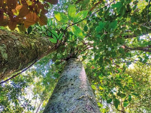 Selva viva expose ses actions de reforestation à la Maison des associations