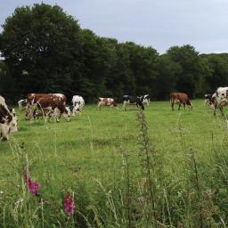 Agrobio 35 alerte face au recul des surfaces cultivées en bio