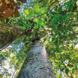 Selva viva expose ses actions de reforestation à la Maison des associations