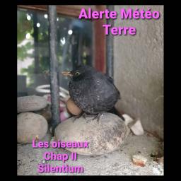 Alerte Météo Terre - Sur les oiseaux - Chapitre II : Silentium