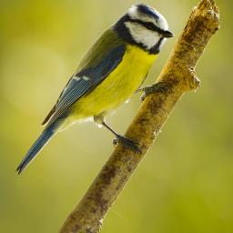 Blue Tit (José)