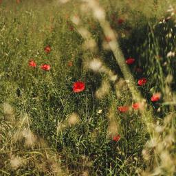 Early Summer (José)