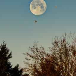 Un beau début d'année 2026 (José)